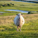 NSA responded to Chris Packham’s Guardian column, which claims that sheep are “destroying Britain’s upland habitats”.